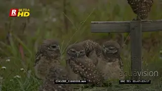 Flock of Burrowing owls sitting, grooming with one standing on top of a wooden cross.