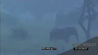African Elephants with calf walking grazing in heavy Rainstorm