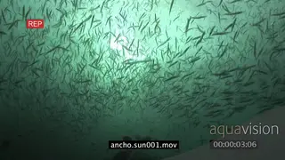 School of Sardines swimming underwater in ocean LA WS HAND
