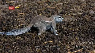 Cape ground squirrel sitting on a pile of buck dropping