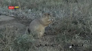 Prairie Dog eating and looking around on prairie MLS