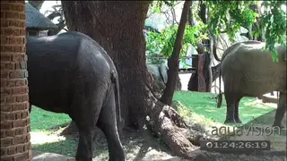 African elephants grazing in Mfuwe lodge courtyard