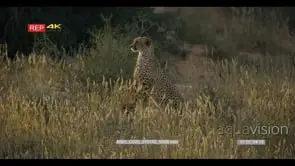 close up shot of adult cheetah, acinonyx jubatus on the look out for a kill while its.