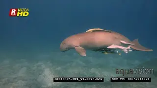 A tracking shot of a Dugong swimming down to a green sea turtle and holding onto it.
