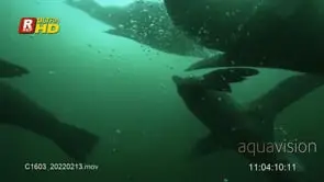 A colony of Cape Fur Seals swimming though a Sardine bait ball.