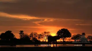 African Elephants walk across next to waterhole in silhouette at sunset during dusk.