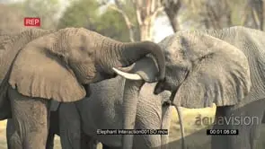 Two young elephant bulls meeting and greeting with trunks entwined