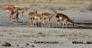 Impala herd walking to the water point