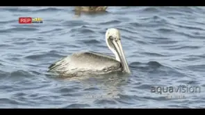 mature brown pelican fishing and floating