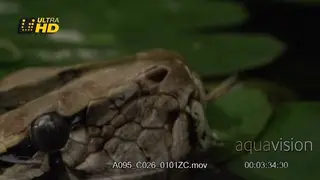 Dwarf Burmese Python (Python bivittatus progschai) tongue out and head floats above the.