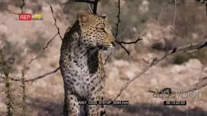 Close up of leopard listening and watching while on the hunt