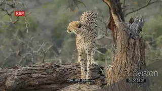 Cheetah on dead tree bark facing towards camera scouting around hunting for prey