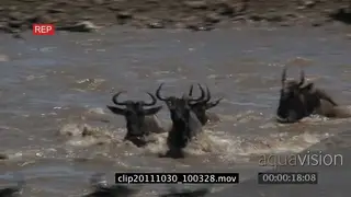 Blue Wildebeest herd running crossing river MWS PAN HAND AmCam