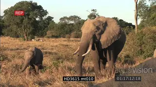 Elephant herd with young grazing on grassland, Matriarch with large tusks AmCam