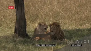 African Lion and Lioness laying down on grass looking around 2S LS