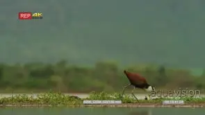 African jacana walking next to water