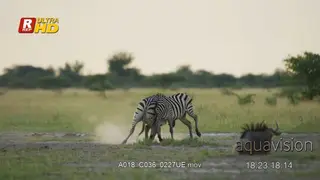 Blue Wildebeest and Plain Zebra herd walking, fighting, looking around.