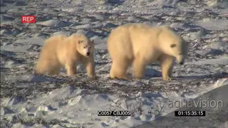 Polar bear and young patrolling walking around over frozen ice rivers joined by third.