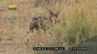 African wild dog patrolling through grass hunting GOOD LIGHT MS