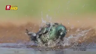 Cape glossy starling standing, shaking, flapping wings in water and flying off.