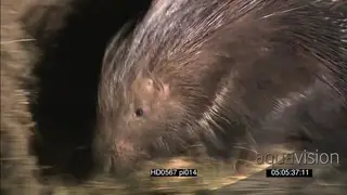 Cape Porcupine scouting around retreating into burrow at NIGHT