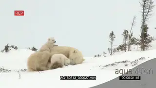 Polar bear cubs playing around mother trying to sleep