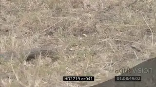 Mozambique Spitting Cobra crawling through grass MLS PAN