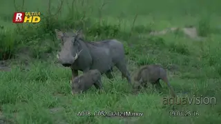 Female and two young Warthog walking, looking around and towards while feeding on grass.