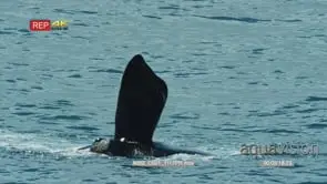 Southern right whale splashing with flipper