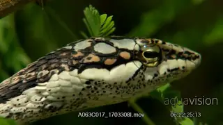 Vine snake side view, face CU hanging on a tree.