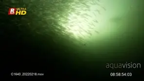 Close-Up of Sardine fishes bait ball