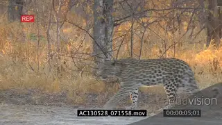 Young Leopard walking into human camp AmCam