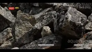Pika laying down on rocks looking towards camera. MLS.