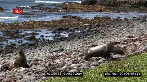 New Zealand fur seals coming ashore MS