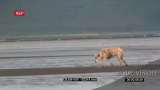 Wolf walking, hunting salmon and looks on the ground.