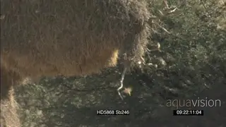 A flock of Sociable weavers flying in and out of nest chambers