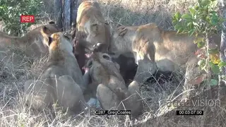 A pride of African Lions Feeding on a Cape Buffalo BLOODY GOOD LIGHT