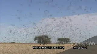 Swarm of Locusts flying around in frame bushes in BG FF