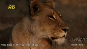 Adult male and female African Lion laying down, resting and looking around, MCU; SUNSET.