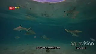 Wide shot of juvenile and adult blacktip reef shark catching a fish and feeding