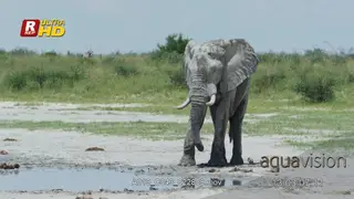 African Elephant standing, looking around and towards the camera.