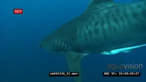 Tiger Shark with Remora Fish swimming underwater in ocean passing by camera WS PAN MLS.