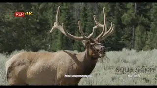 Adult Elk standing on prairie grazing and looking around during daytime.