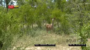 Greater Kudu looking alert towards camera MWS