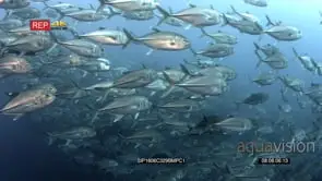 CU of hundreds of bigeye trevally fish swirl in front of the camera
