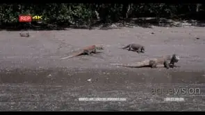 WS Three Komodo Dragons walking on the beach, tongues licking