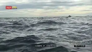 A bait ball of common dolphins in action SHAKY AmCam OVERCAST TOPSIDE