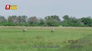 Two Wattled Cranes walking, searching and feeding on aquatic insects.
