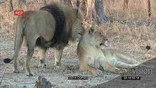 African Cecile Male lion and female interaction