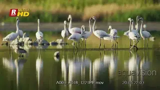 Flock of Greater flamingo walking inside water.